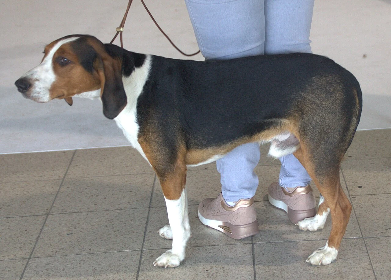 Eine Deutsche Bracke in Seitenansicht auf einer Hundeausstellung.