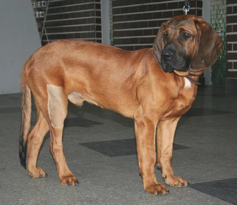 A Hanoverian Scent Hound at a dog show in Katowice.