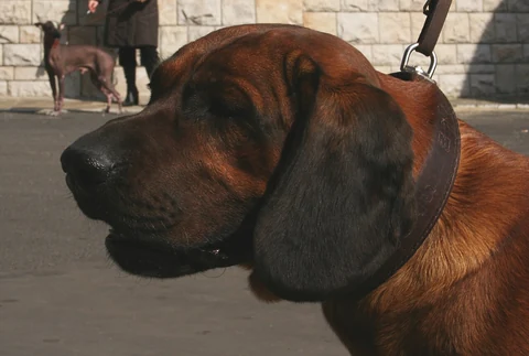 The head and hanging ears of a Hanoverian Scent Hound.