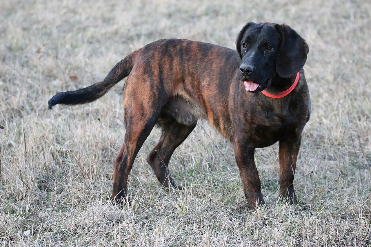 A brindle Hanoverian Scent Hound in a meadow.
