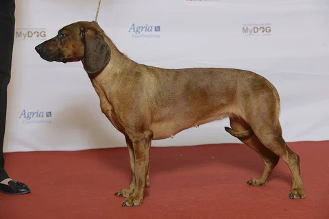 A Hanoverian Scent Hound being presented at MyDOG in Gothenburg.