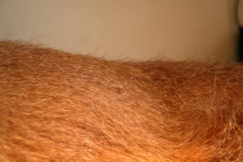 A close view of a Wirehaired Vizsla’s rough coat.
