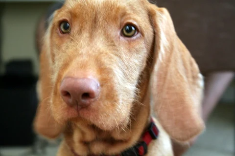 The face of a young Wirehaired Vizsla.
