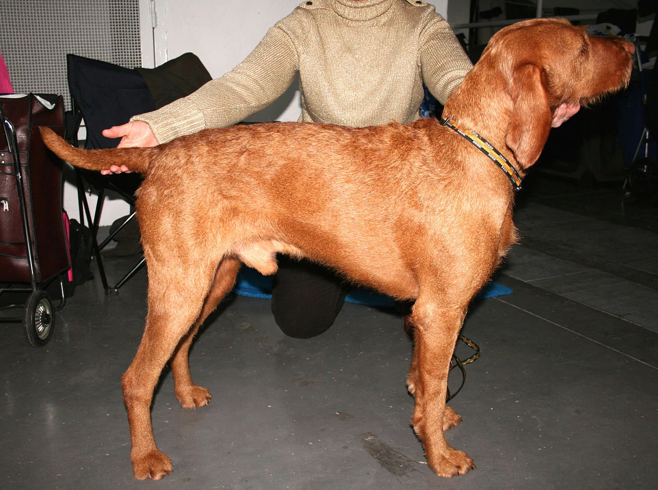 A Wirehaired Vizsla at the World Dog Show in Poznań.