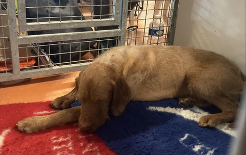 A Wirehaired Vizsla resting on a blanket at a show.