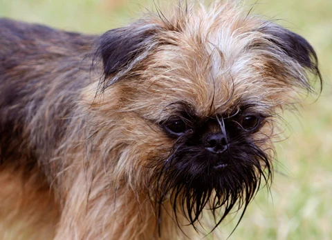 The rough facial hair of a Brussels Griffon with a dark mask.