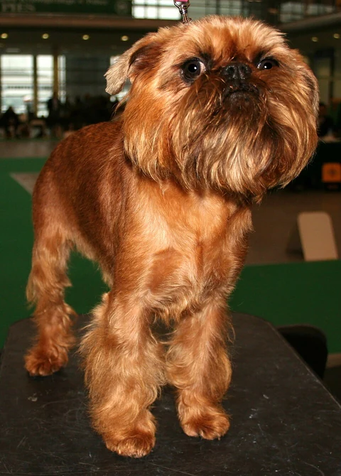 A Brussels Griffon at the World Dog Show in Poznań.