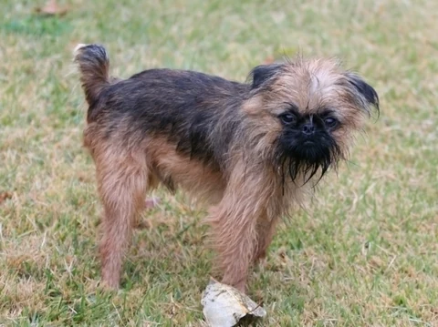 A Brussels Griffon with a dark mask standing on grass.