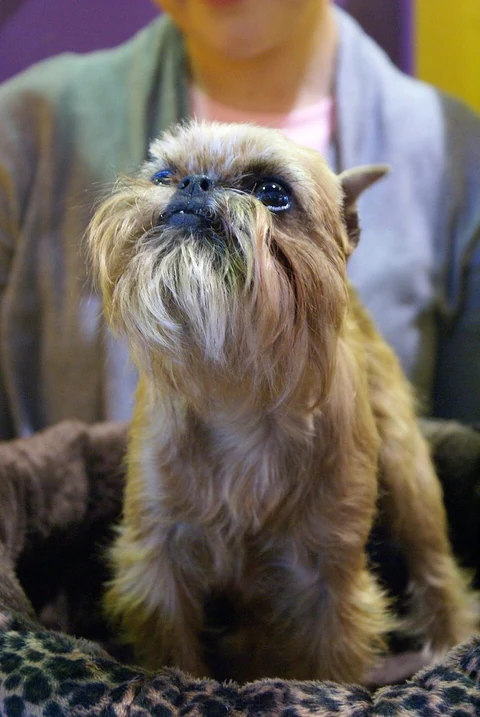 Ein rauhaariger Griffon Bruxellois auf der Westminster Hundeausstellung.