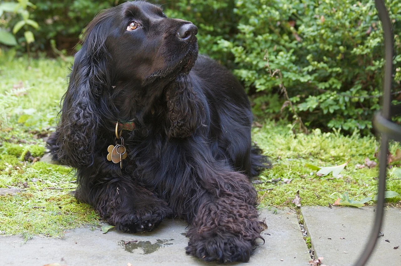 Ein schwarzer Field Spaniel schaut im Garten nach oben.