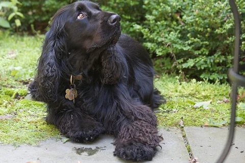Ein schwarzer Field Spaniel schaut im Garten nach oben.