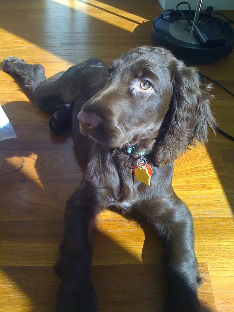 Ein brauner Field Spaniel liegt im Sonnenlicht auf einem Holzboden.