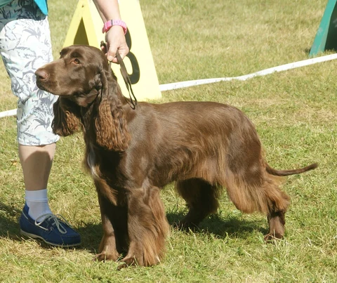 Ein brauner Field Spaniel in Seitenansicht auf einer Ausstellung im Freien.