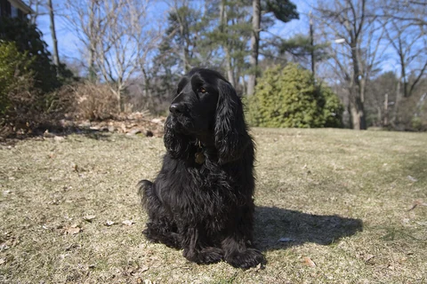 Ein schwarzer Field Spaniel sitzt auf einer Wiese.