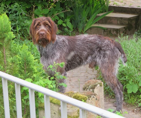 A Wirehaired Pointing Griffon standing in front of garden steps.