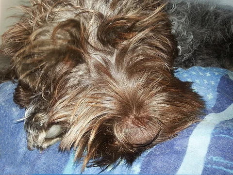 The beard of a resting Wirehaired Pointing Griffon.