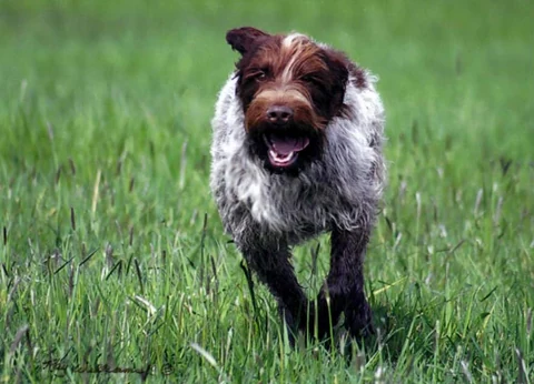 A Wirehaired Pointing Griffon running through grass.