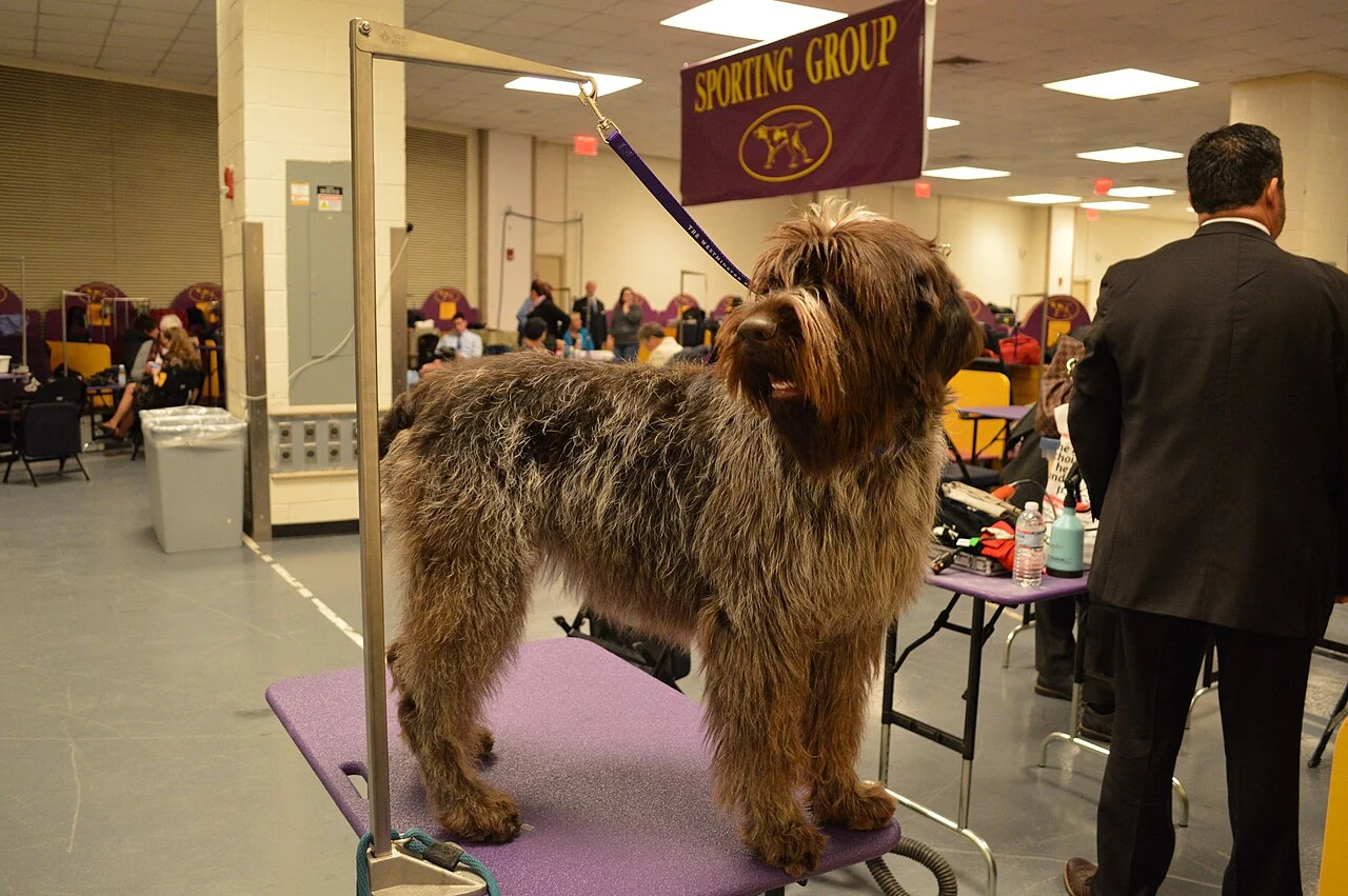 A Wirehaired Pointing Griffon at the Westminster dog show in New York.