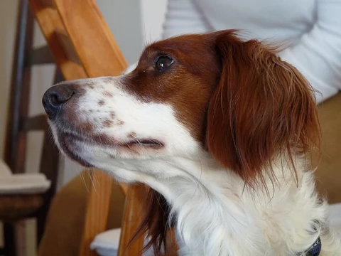 Eine Irish Red and White Setter Hündin in Nahaufnahme.