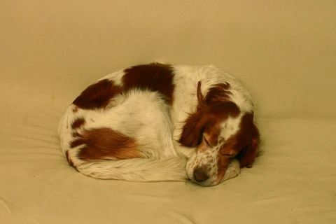Ein Irish Red and White Setter schläft auf einem Sofa.