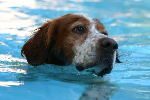 Ein Irish Red and White Setter schwimmt in einem Pool.