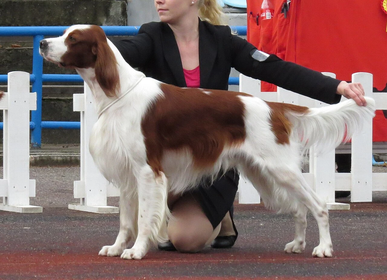 Ein Irish Red and White Setter auf einer Hundeausstellung in Tallinn.