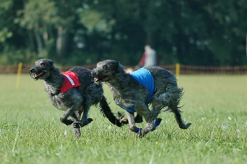 Zwei Deerhounds laufen bei einem Coursingwettbewerb über eine Wiese.