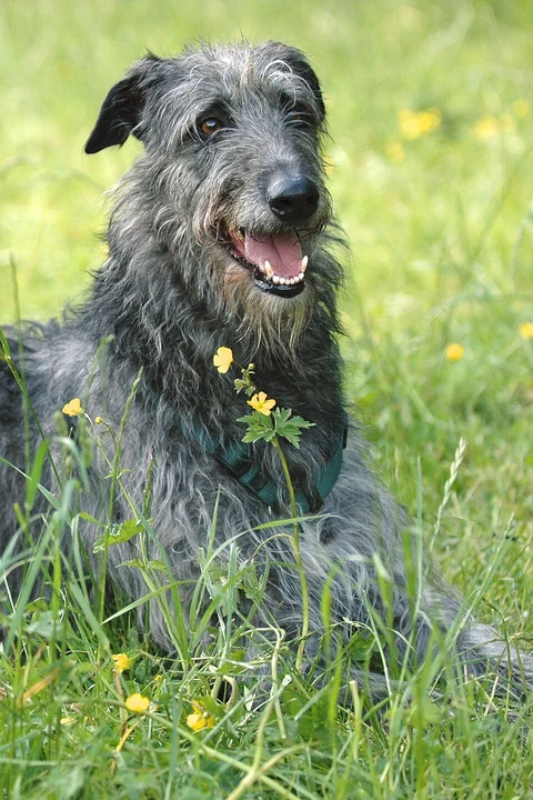 Der schmale Kopf und das raue Fell eines Deerhounds.