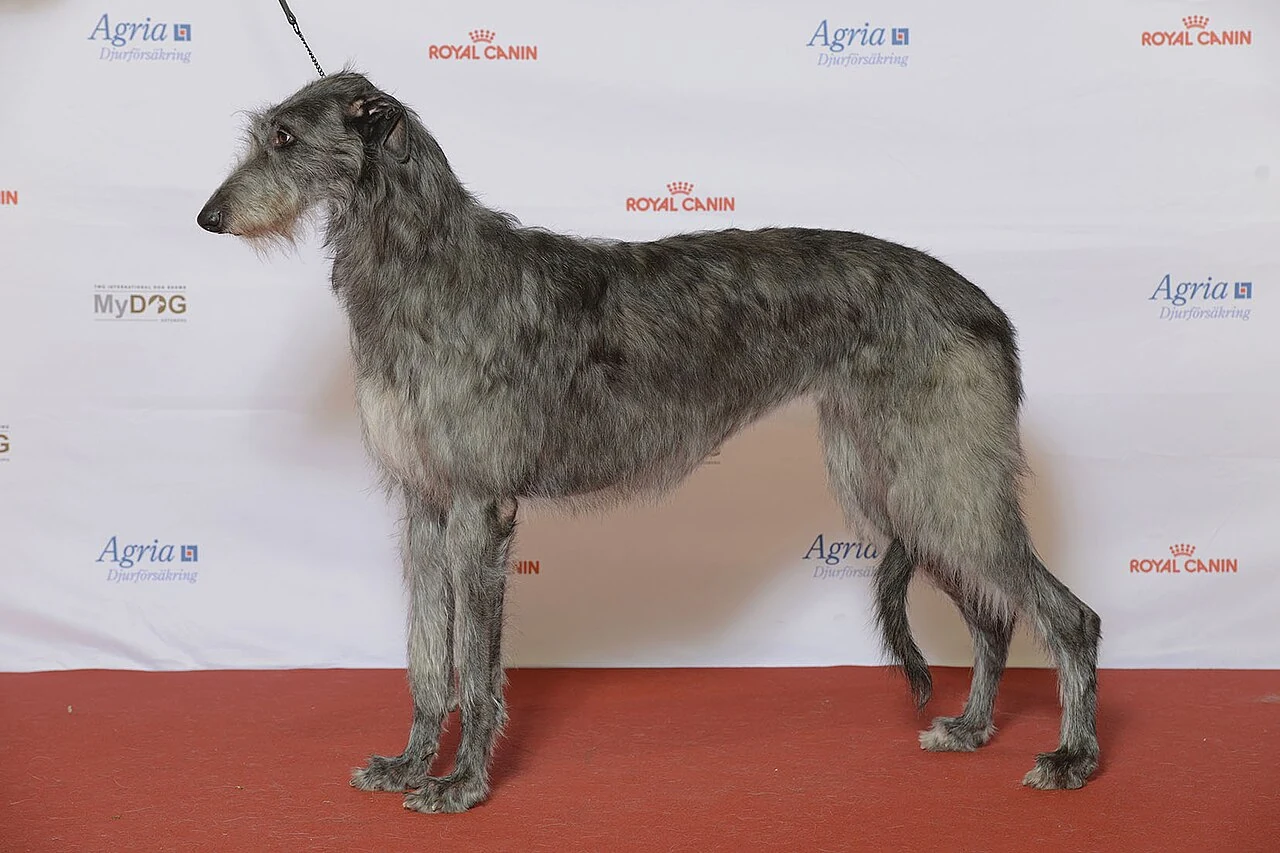 Ein Deerhound wird bei MyDOG in Göteborg vorgestellt.