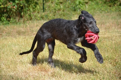 Ein Deerhoundwelpe läuft mit einem Spielzeug über eine Wiese.