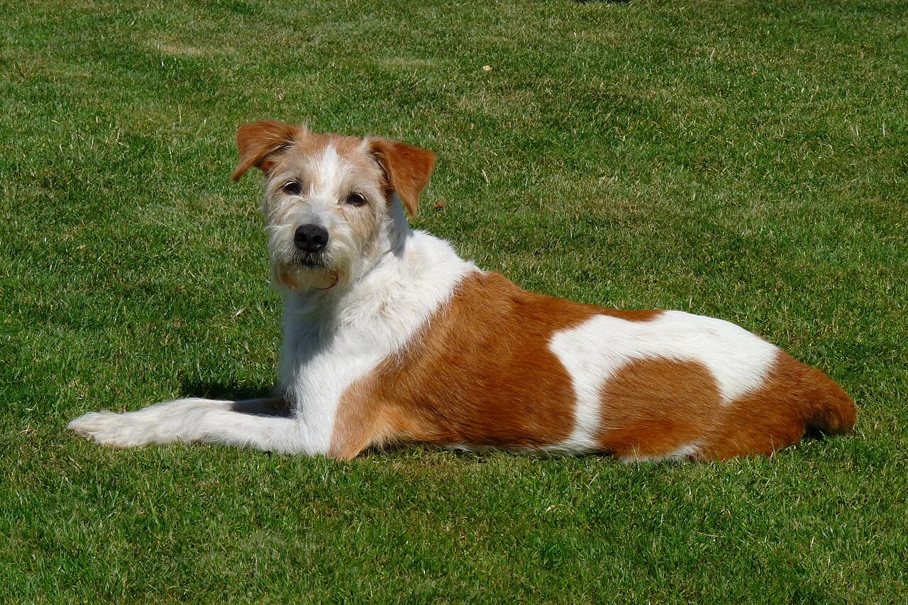 A rough-coated Kromfohrländer lying in the grass.