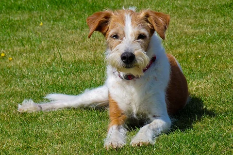 A Kromfohrländer’s rough coat and beard outdoors.