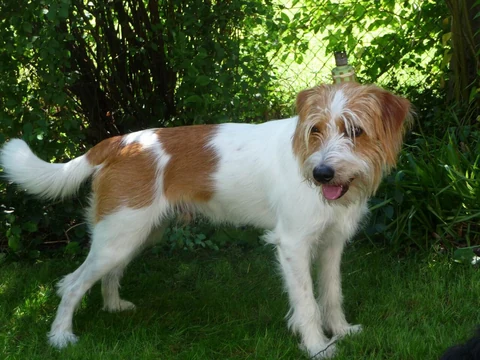 A rough-coated Kromfohrländer standing in a garden.