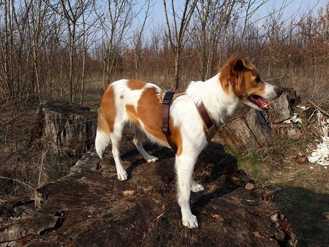 A smooth-coated Kromfohrländer standing on a tree stump.