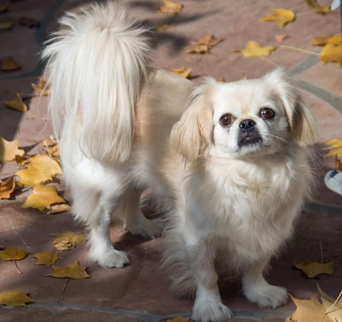 Ein Pekinese steht zwischen Herbstblättern.