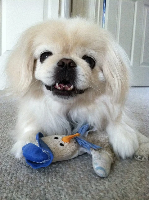Ein Pekinese liegt mit einem Stoffspielzeug auf einem Teppich.