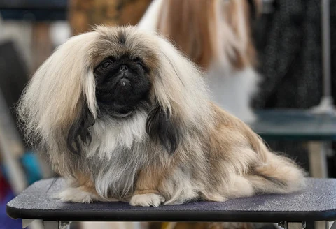 A Pekingese lying on a table at a dog show.