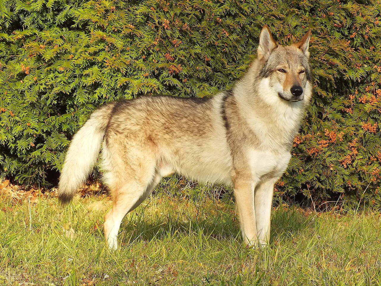 Ein Tschechoslowakischer Wolfhund steht auf einer Wiese vor einer Hecke.