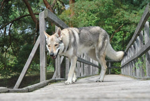 Ein Tschechoslowakischer Wolfhund steht auf einer Brücke.