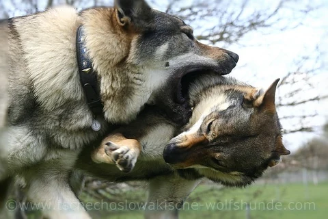Zwei Tschechoslowakische Wolfhunde spielen miteinander.