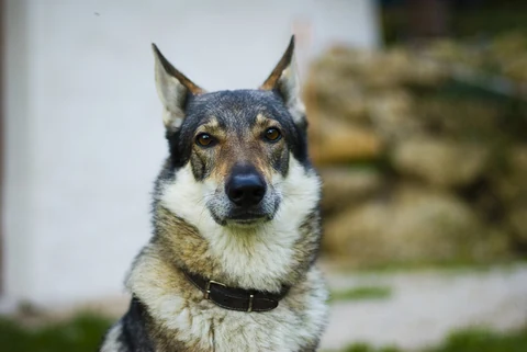 Das Gesicht eines Tschechoslowakischen Wolfhunds mit aufrechten Ohren und heller Maske.