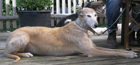 Ein rauhaariger Galgo Español liegt auf einer Holzterrasse.