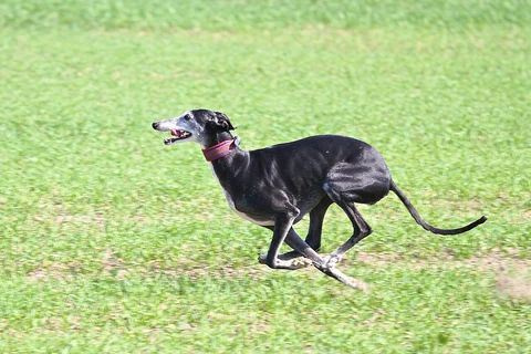 Ein Galgo Español läuft über eine Wiese.