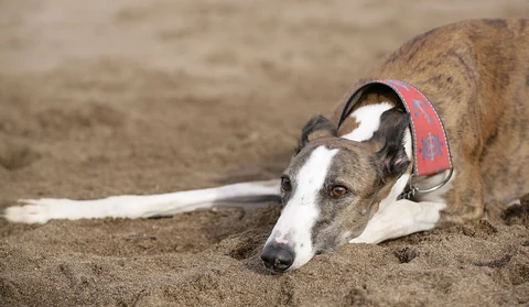 Ein Galgo Español liegt im Sand.