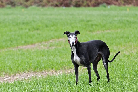 Un Galgo espagnol noir debout dans l’herbe.