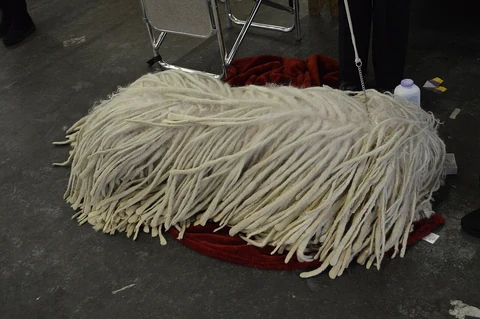 Ein Komondor liegt bei der Westminster-Hundeausstellung auf dem Boden.