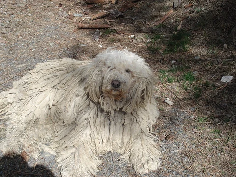 Ein Komondor liegt auf dem Boden im Wald.