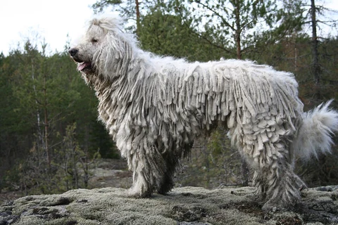 A Komondor standing on a rock in woodland.