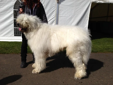 Ein einjähriger Komondor bei einer Hundeausstellung.