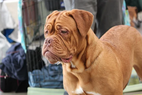 A Dogue de Bordeaux at a dog show.